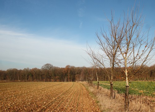 grand champs principale