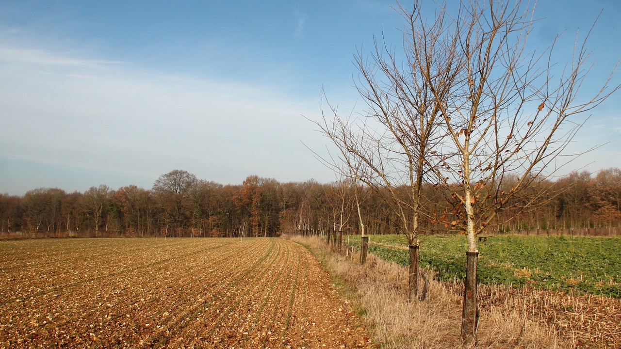 Anouk grand champ.jpg