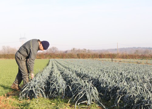 maraichage principale